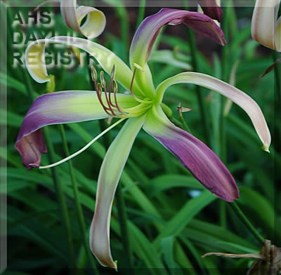 Dancing Butterfly AHS image