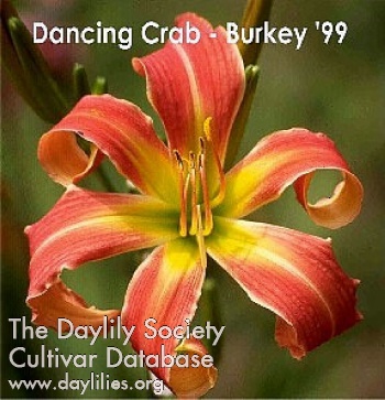 Dancing Crab AHS image