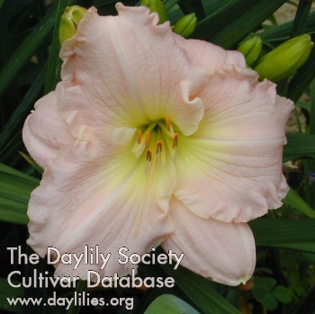 Daphne Diane AHS image