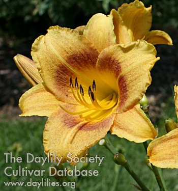 Dapple AHS image