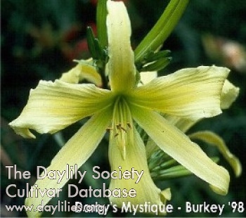 Darby's Mystique AHS image