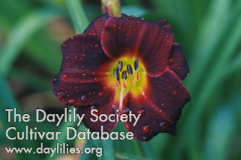 Dark Ruby