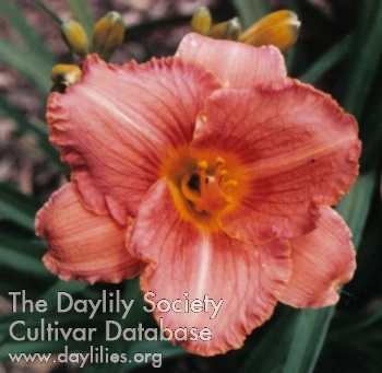 Daughter's Delight AHS image