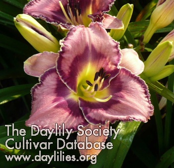 Dave Bowman AHS image
