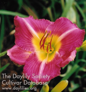 Dazzling Debutante