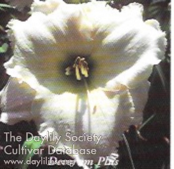 Decorum Plus AHS image