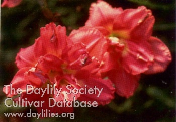 Delightful David AHS image