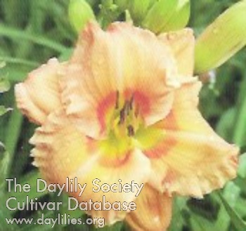 Delightful Flavor AHS image