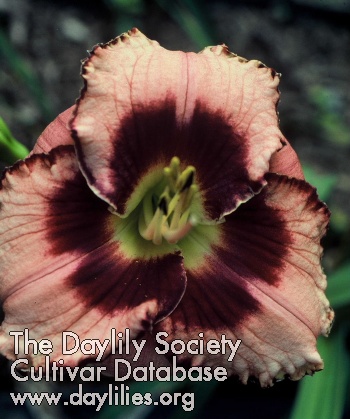 Delightful Guest AHS image