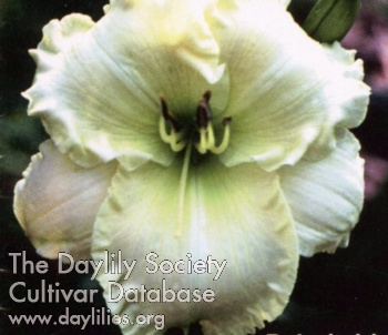 Deloria Irby AHS image