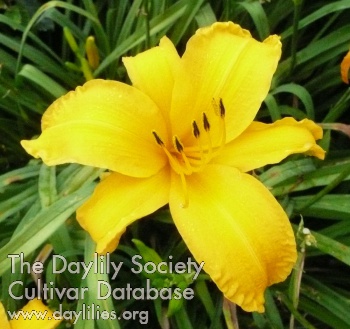 Dempsey Everblooming Gold