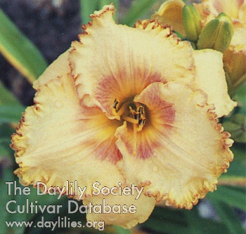 Desert Edge AHS image