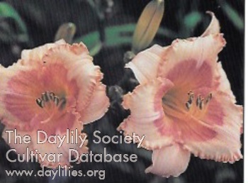 Designer Blush AHS image