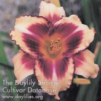 Designer Delight AHS image