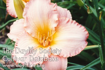 Devonshire Duchess AHS image
