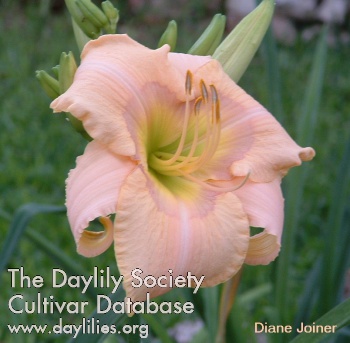 Diane Joiner AHS image