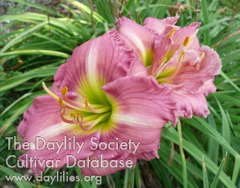Distinctly Debonair AHS image