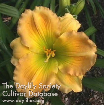 Dixie Dew AHS image