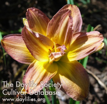 Dixie Lilac AHS image