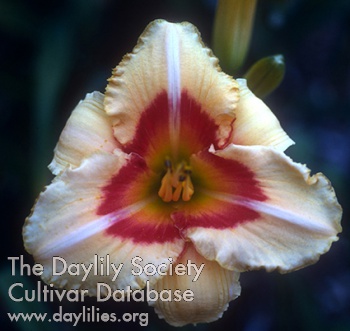Dixie Peach AHS image