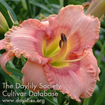 Dixie Rhythm AHS image