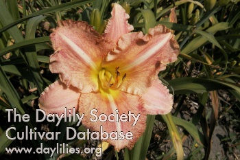 Dizzy Dots AHS image