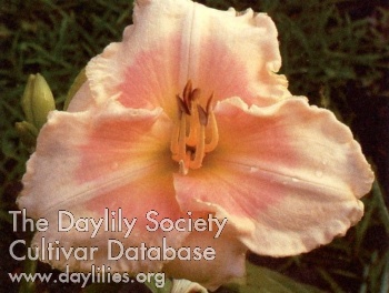 Do Unto Others AHS image