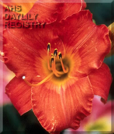 Don Diego AHS image