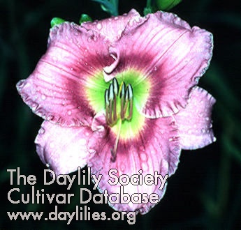 Donna S. Ribar AHS image