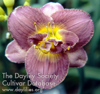 Double Amethyst AHS image