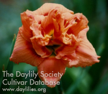 Double Betty Brown AHS image