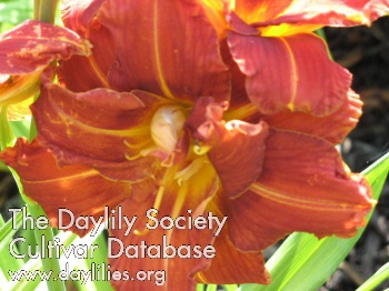 Double Bronze Beauty AHS image
