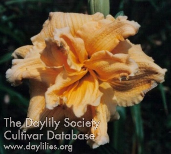 Double Butter Rum AHS image