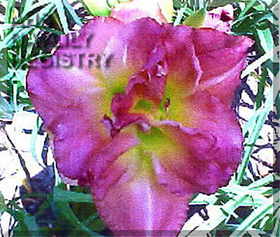 Double Island AHS image