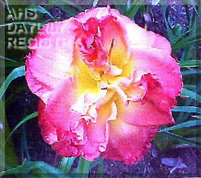 Double Island Magic AHS image