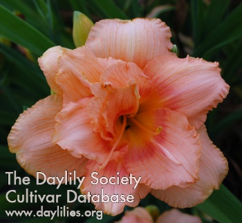 Double Kathy AHS image
