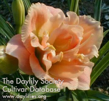 Double Mandarin AHS image