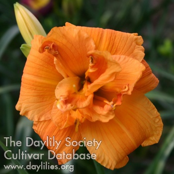 Double Orange Blossom