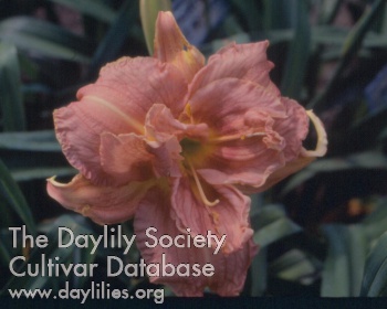 Double Play Time AHS image