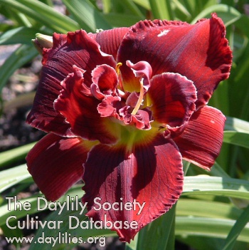 Double Red Royal