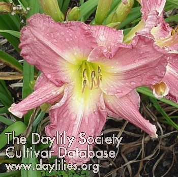 Douglas Clark AHS image