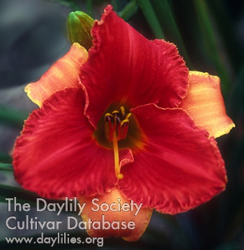 Duel at Dawn AHS image
