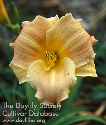 Dwarf Edger AHS image