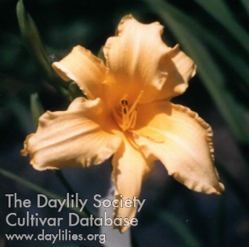 Dwayne's Gold AHS image