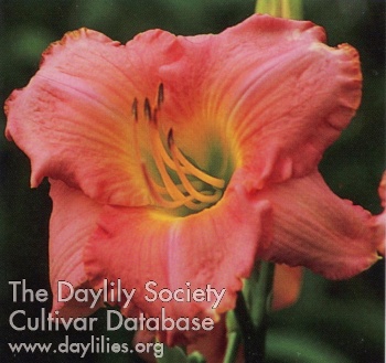 Dynasty Pink AHS image