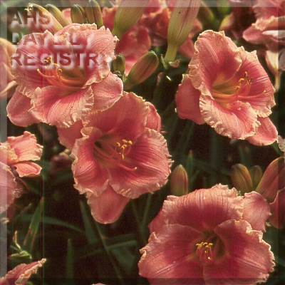 Bridgeton Corsage AHS image