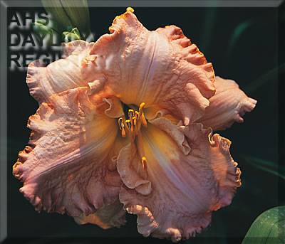 Effay Veronica AHS image