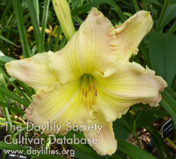 Emma's Pastel Ruffles AHS image