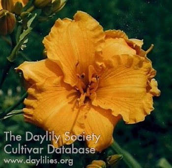Endeaver AHS image
