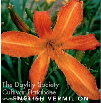 English Vermilion AHS image